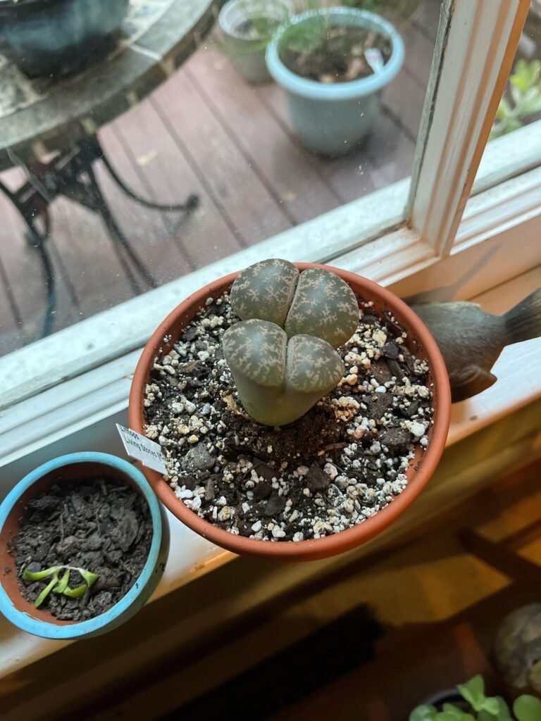 Had this guy 5-6 weeks. Should he be so tall?? Had this guy 5-6 weeks. Should he be so tall??