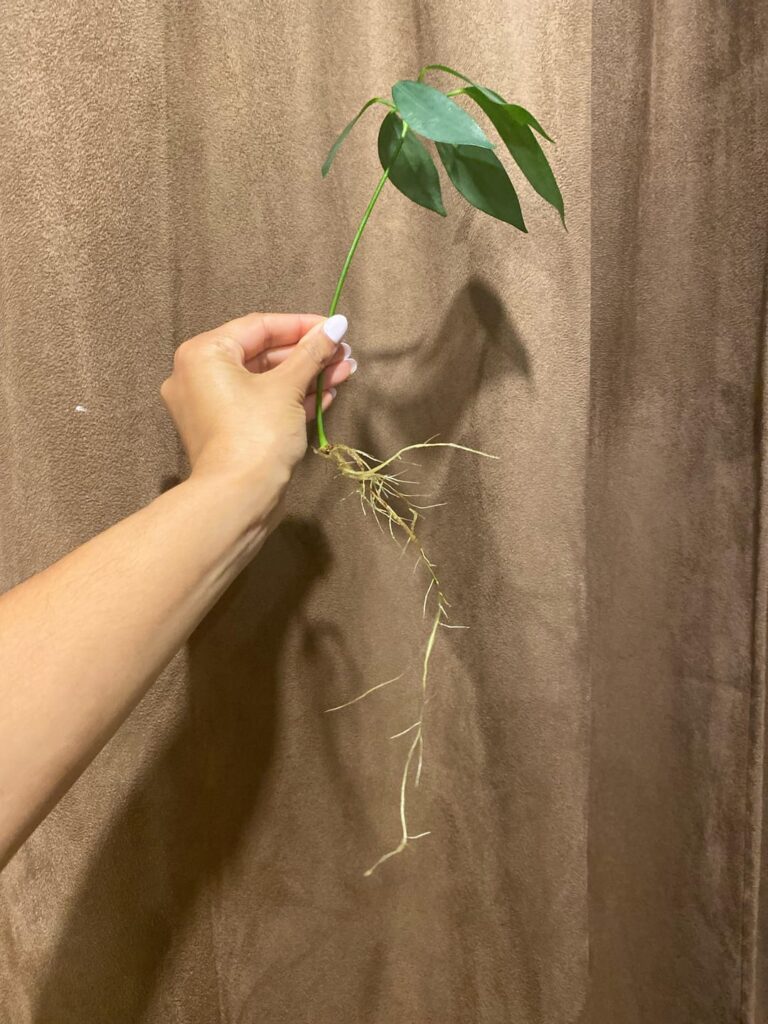 Umbrella plant propagation roots SUPER LONG Umbrella plant propagation roots SUPER LONG