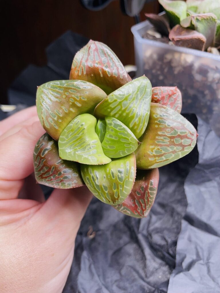 “Oobleck” x springtoniana cross from John (jchwek)