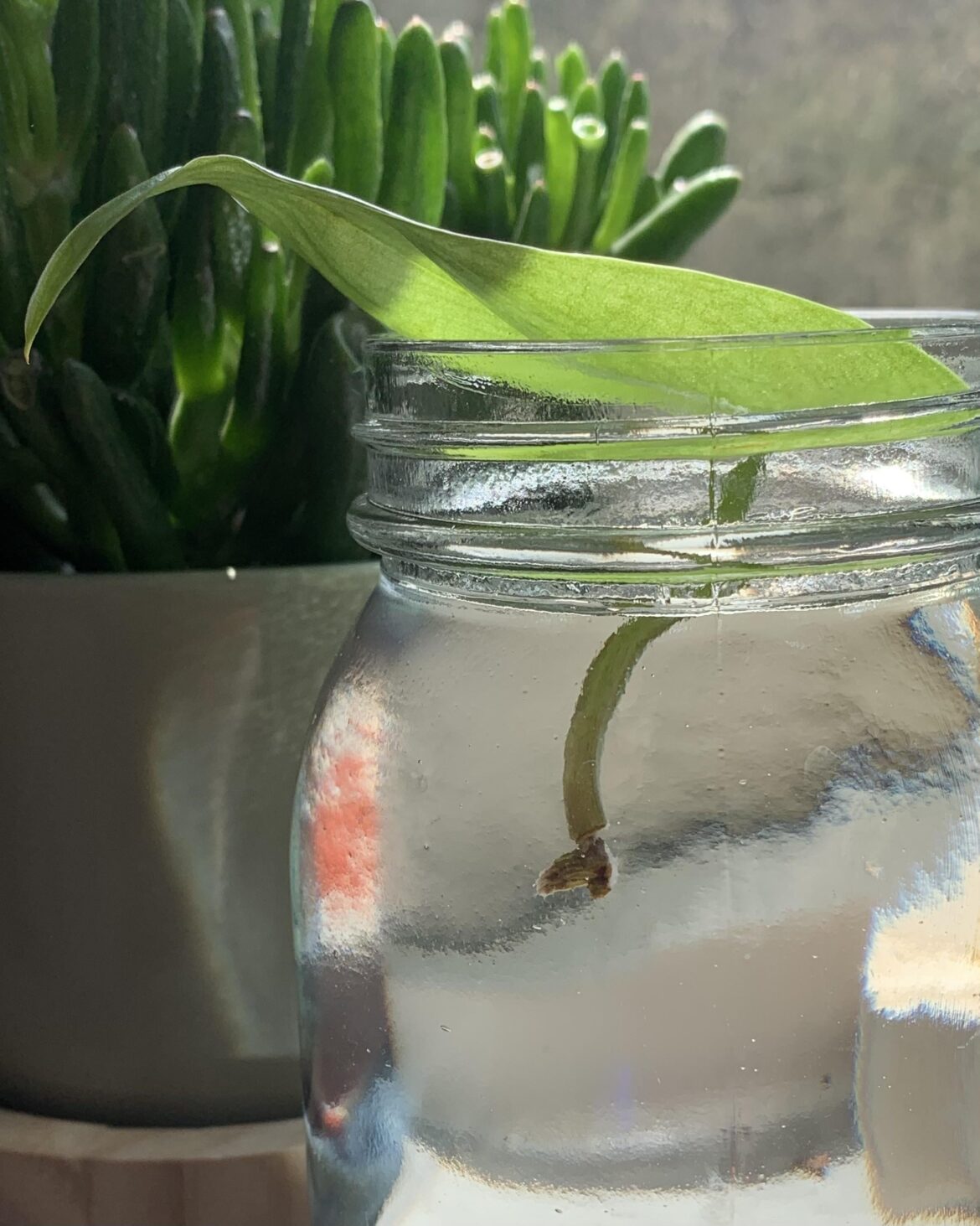 Will this pothos leaf root? I can’t tell if the bit at the bottom is a node or not