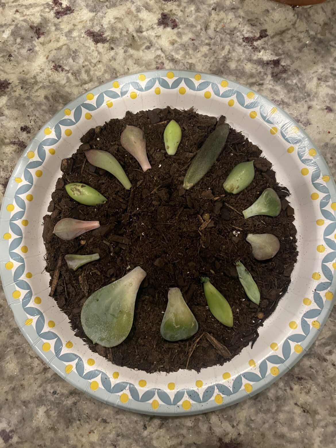 stellar haul from the succulent tables at Trader Joe’s!