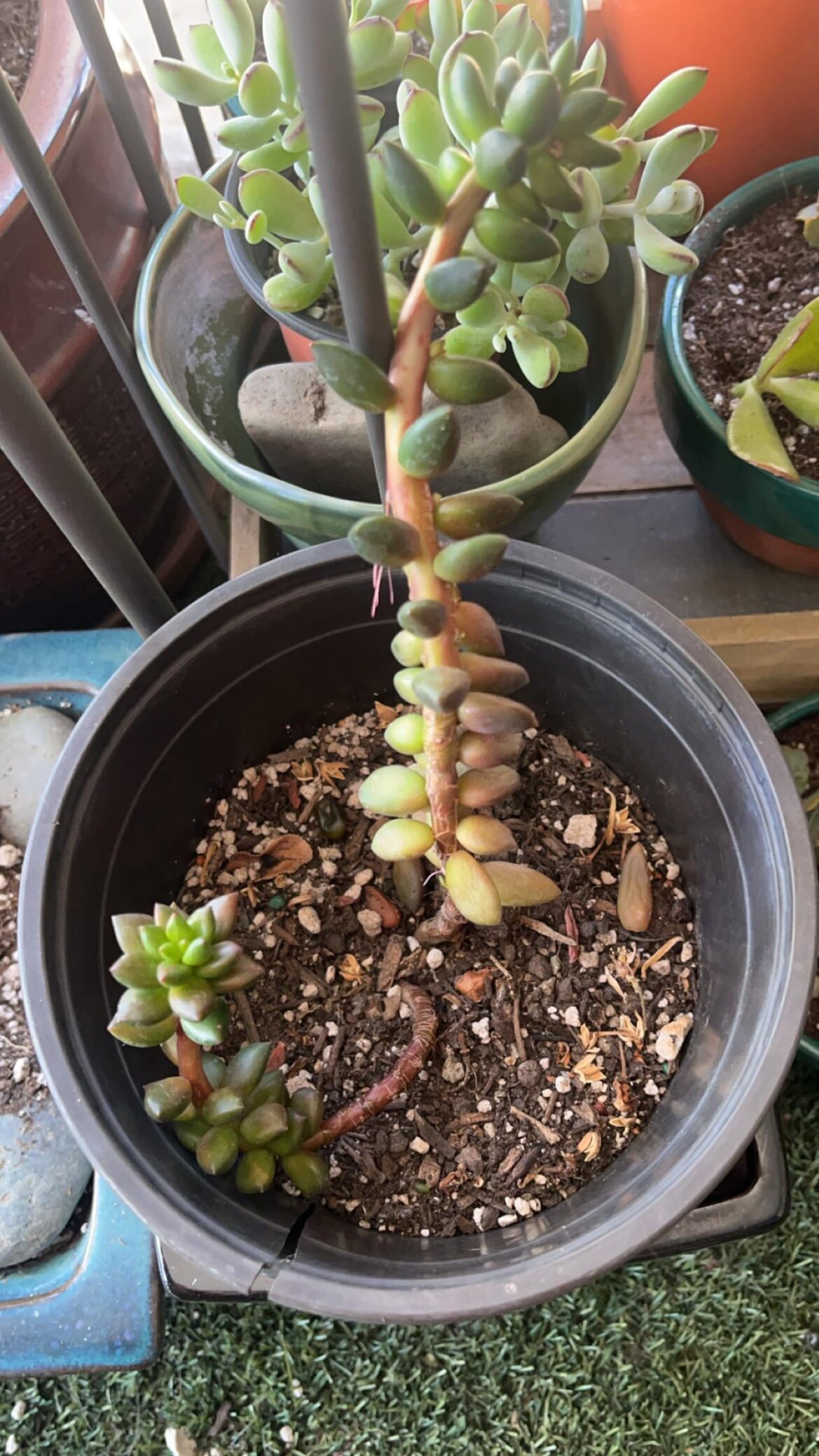 Should I propagate