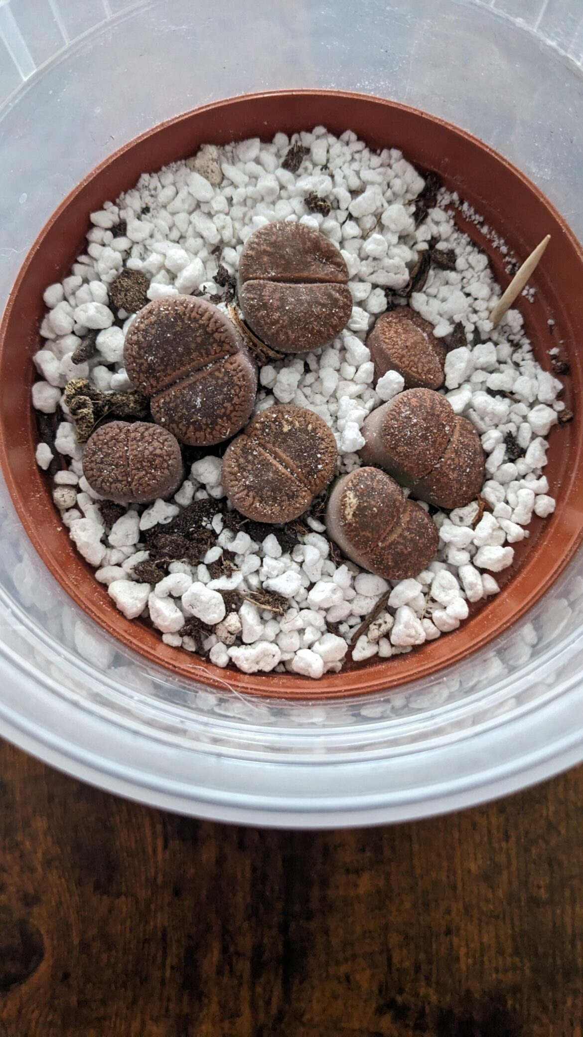 Perlite living stone repot Perlite living stone repot