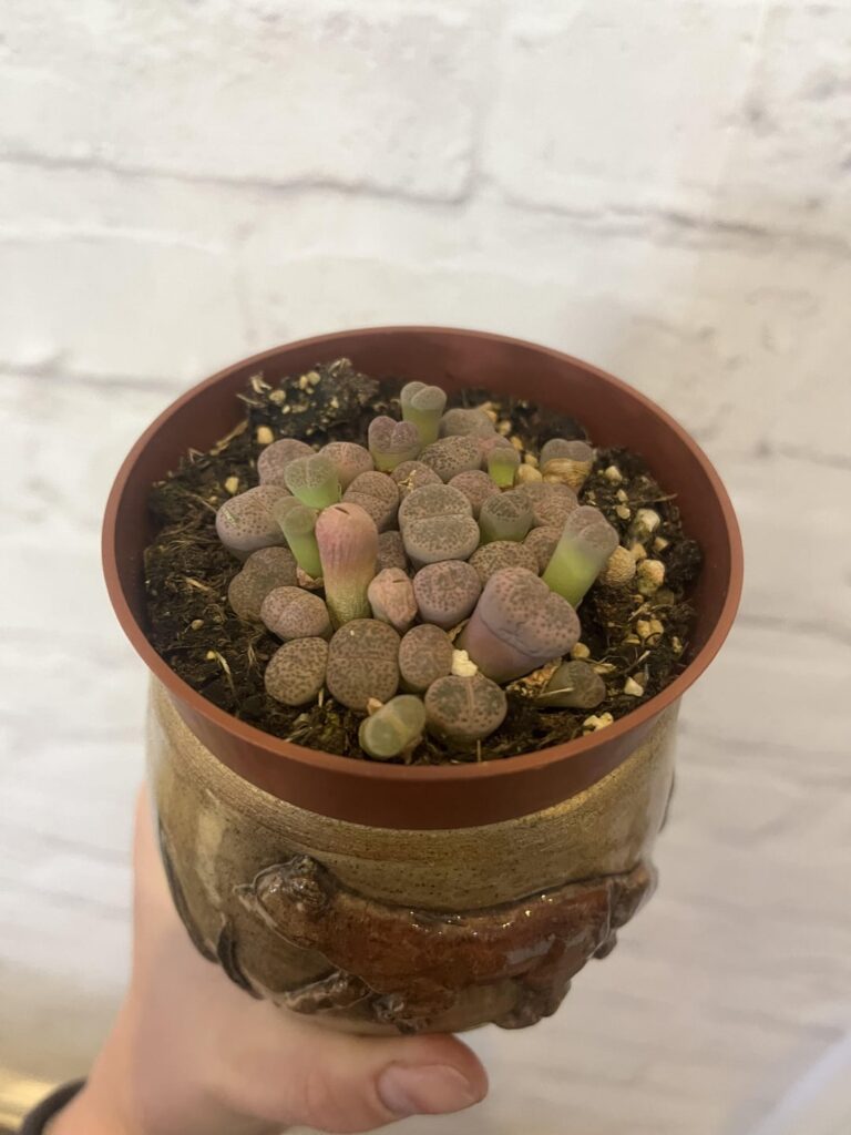 Any advice on what these babies need to thrive?