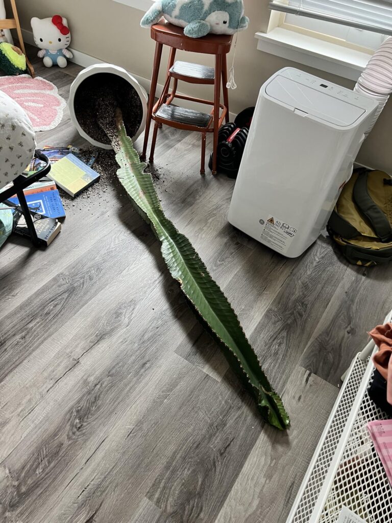 Help! My queen fell. Help! My queen fell.