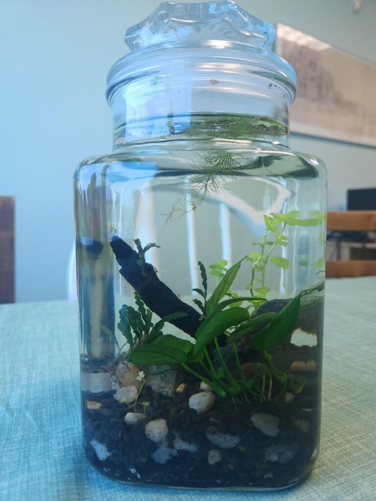 A baby shrimp got into my office jarrarium A baby shrimp got into my office jarrarium