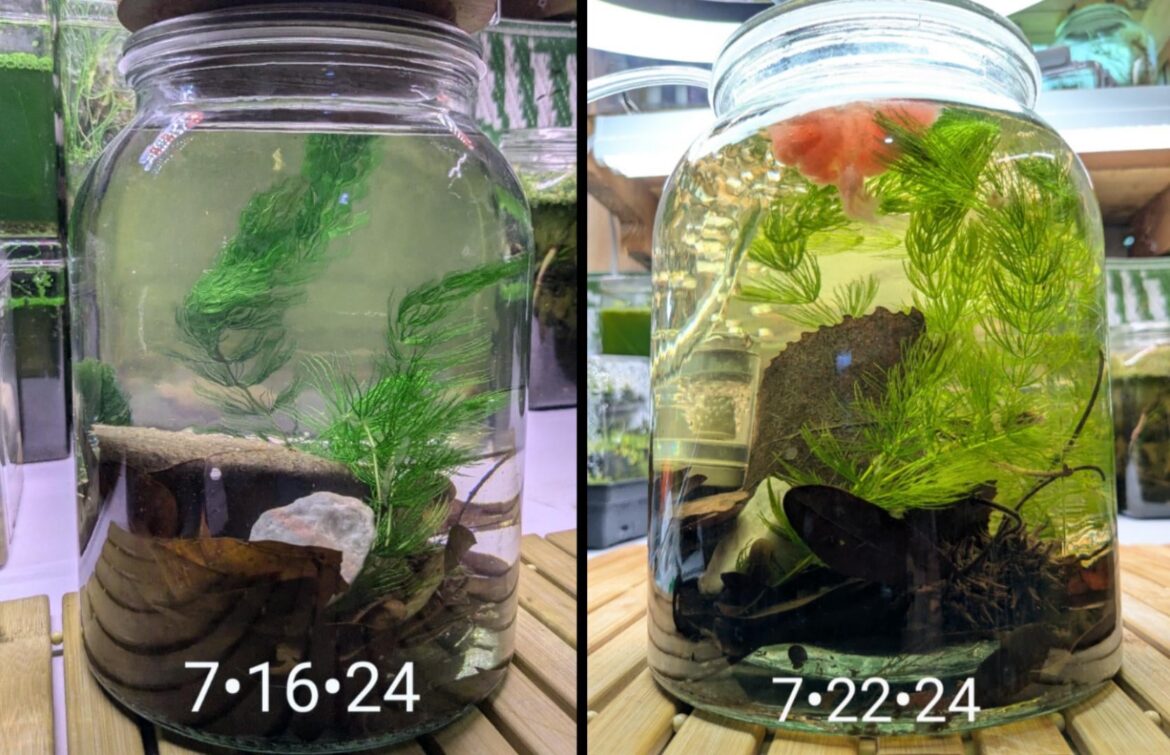 Day 1 vs Day 6