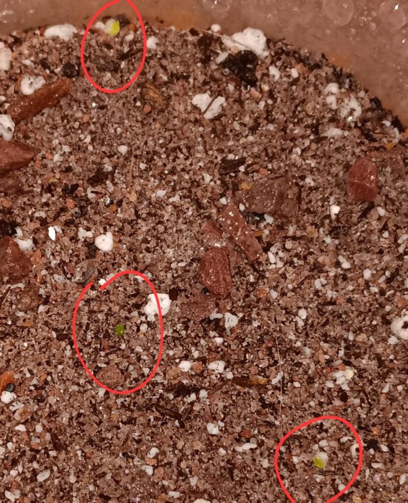 Haworthia seedlings Haworthia seedlings