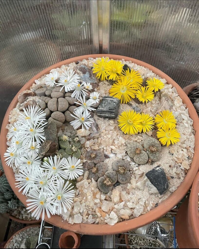 Lithops