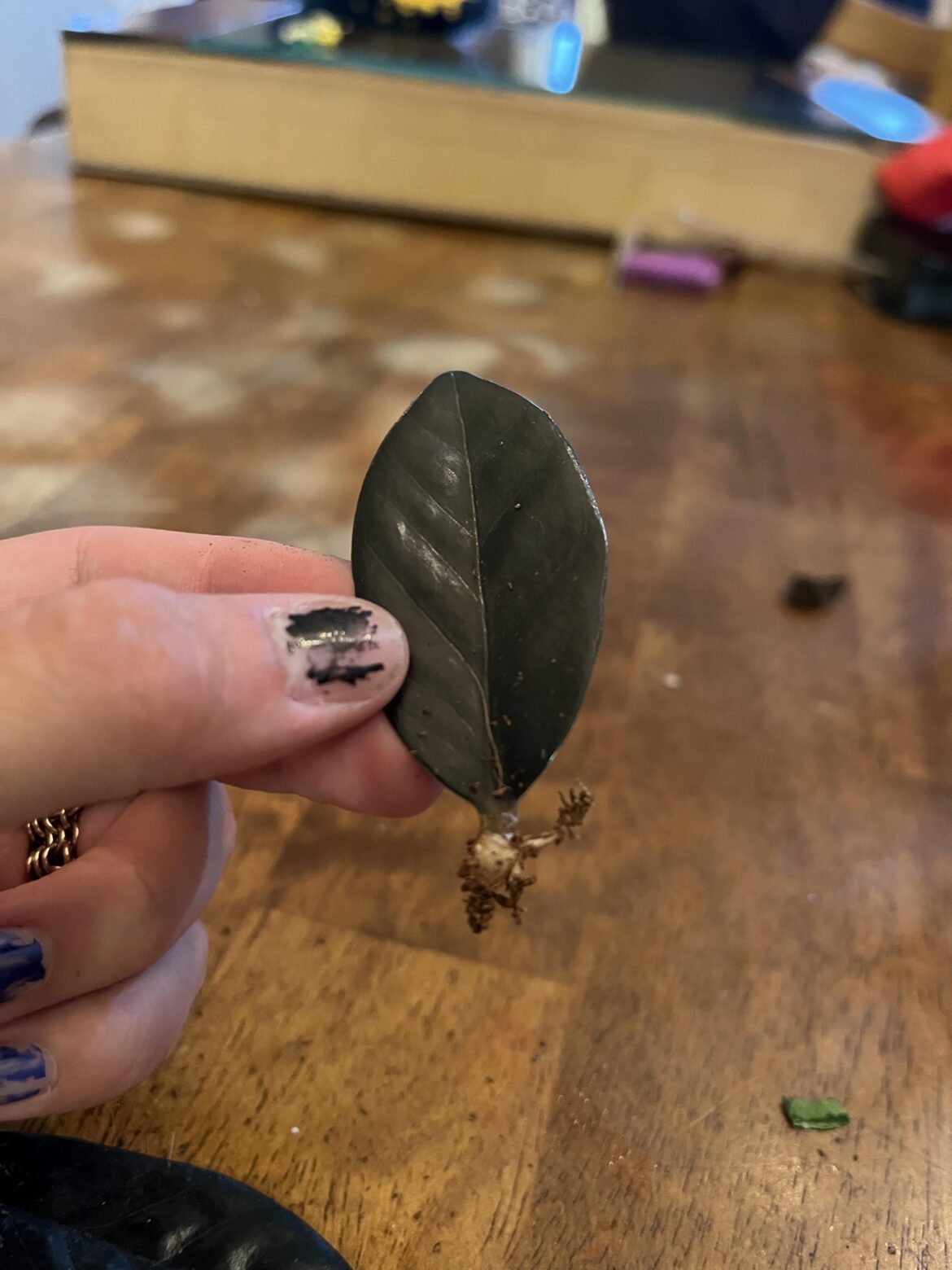 Do Zz produce rhizomes?