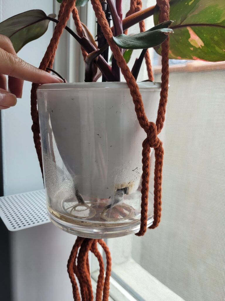 Self watering gone wrong? Is this mold?