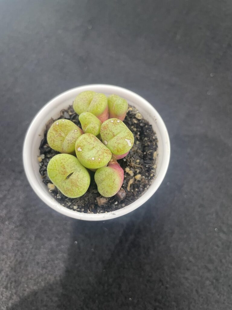 Impulse bought this conophytun obcordellum today, tips? Impulse bought this conophytun obcordellum today, tips?