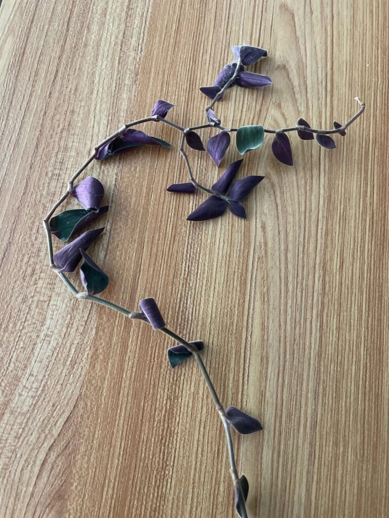 Advice on propagating?