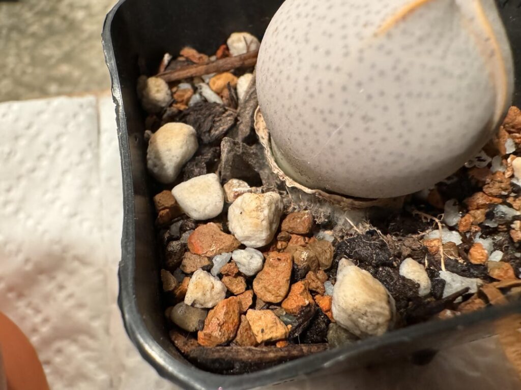 Dinteranthus Wilmotianus Root Mold