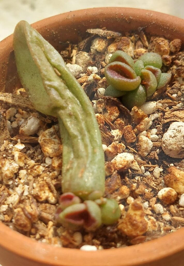 Shrek ears jade prop progress!
