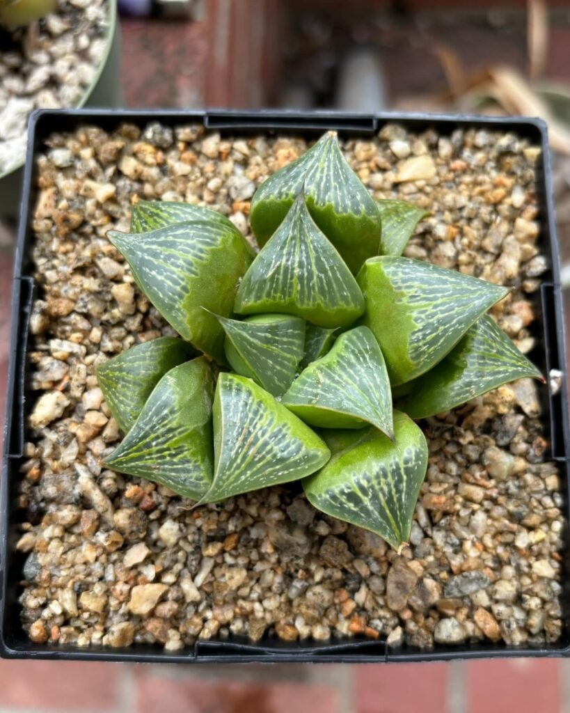 Repot of the day, H. retusa, 3km S. of Riversdale. Second photo is one of its siblings