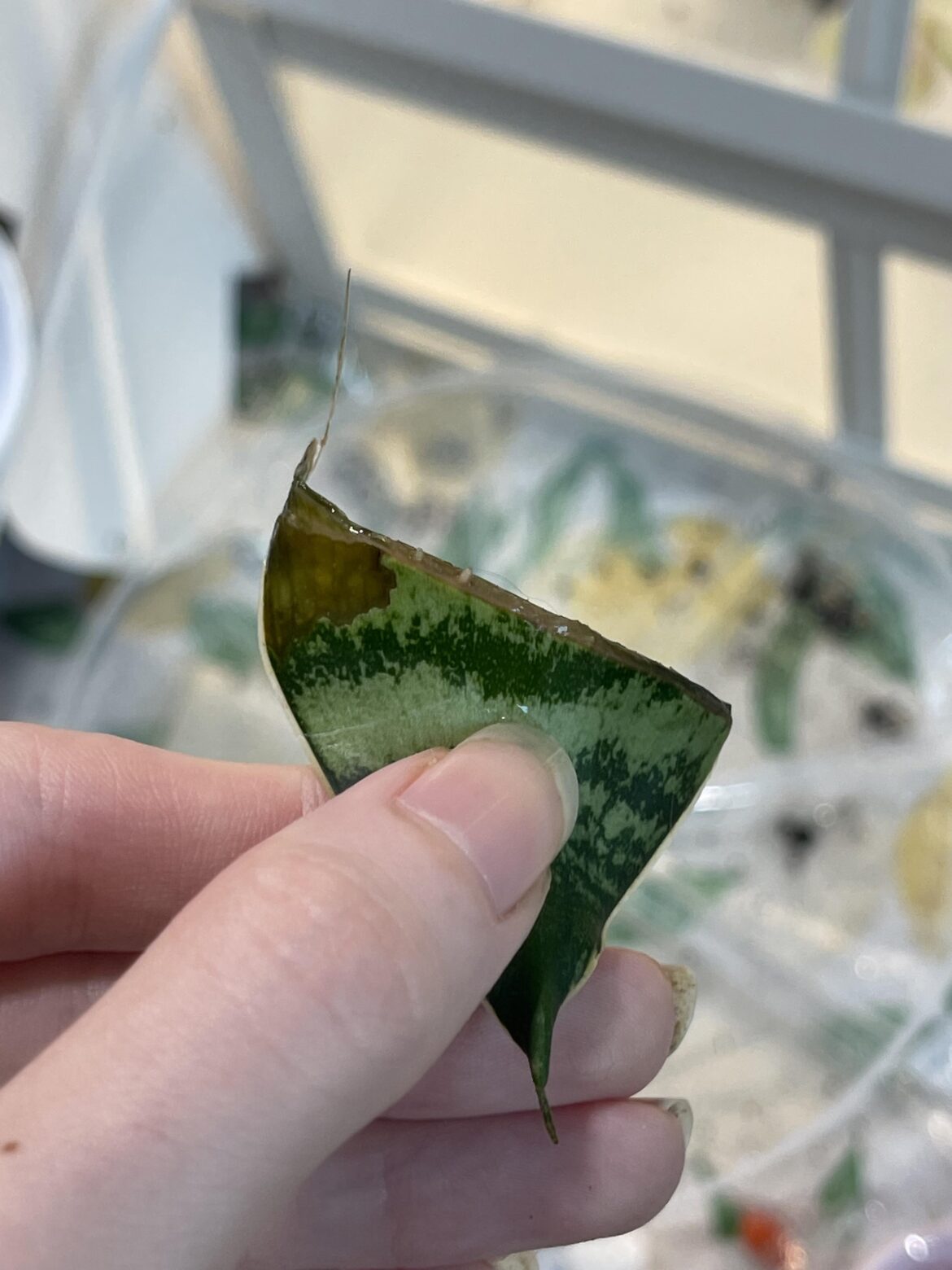 Clear spot but roots are starting Clear spot but roots are starting