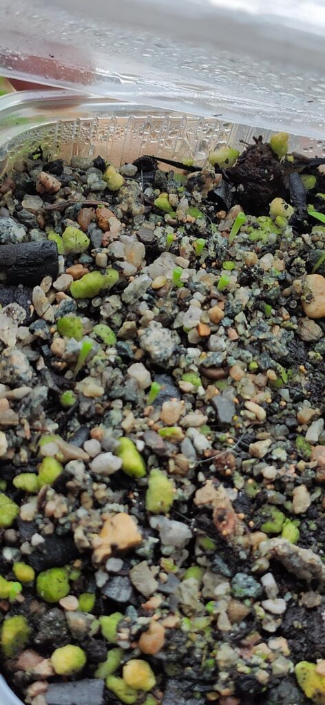 my lithops sprouted. what should i do now?