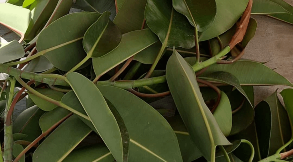 rubber tree cuttings :)