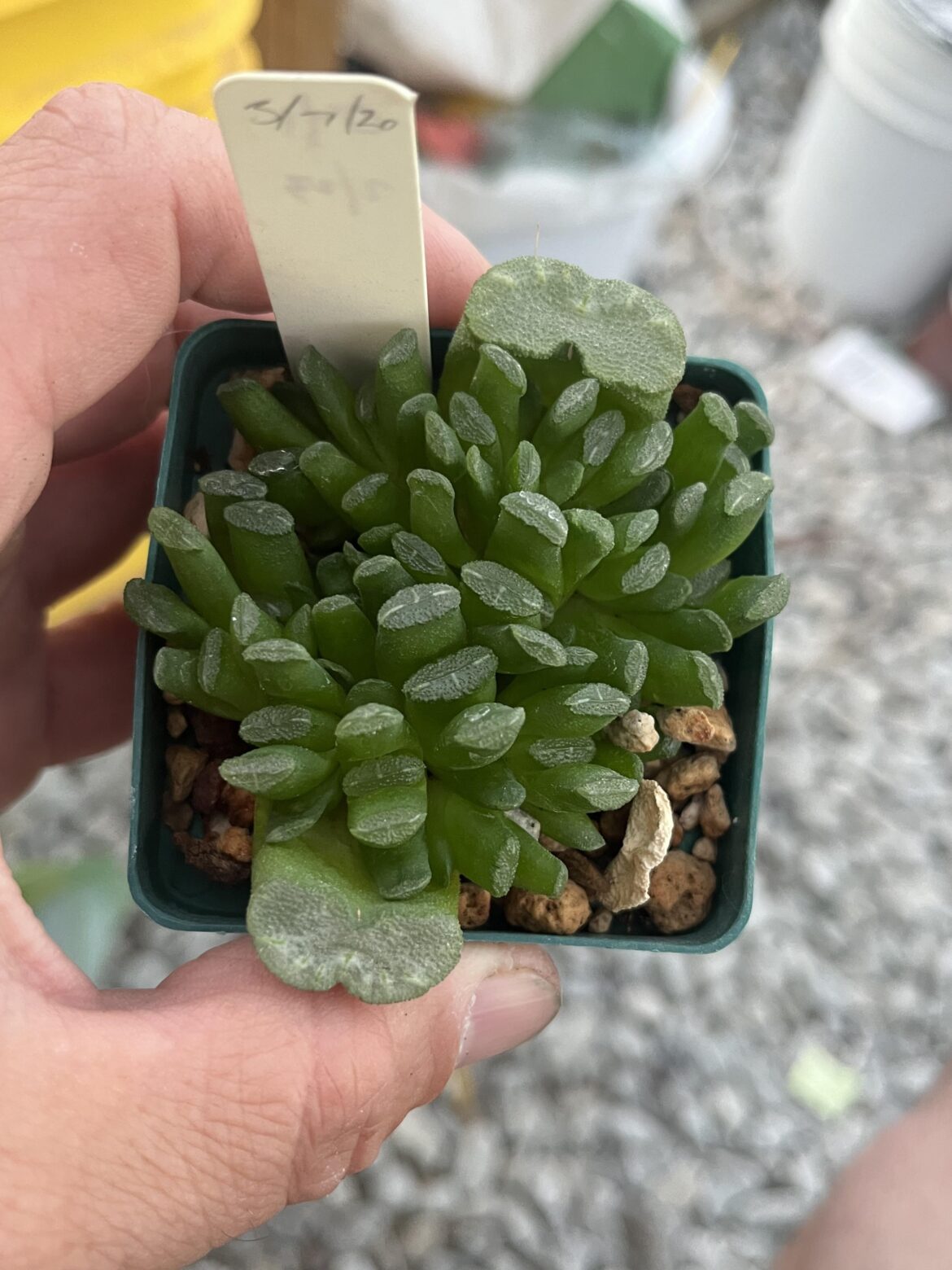 Very eager leaf props, perfect because I totally needed 100 copies of this plant.