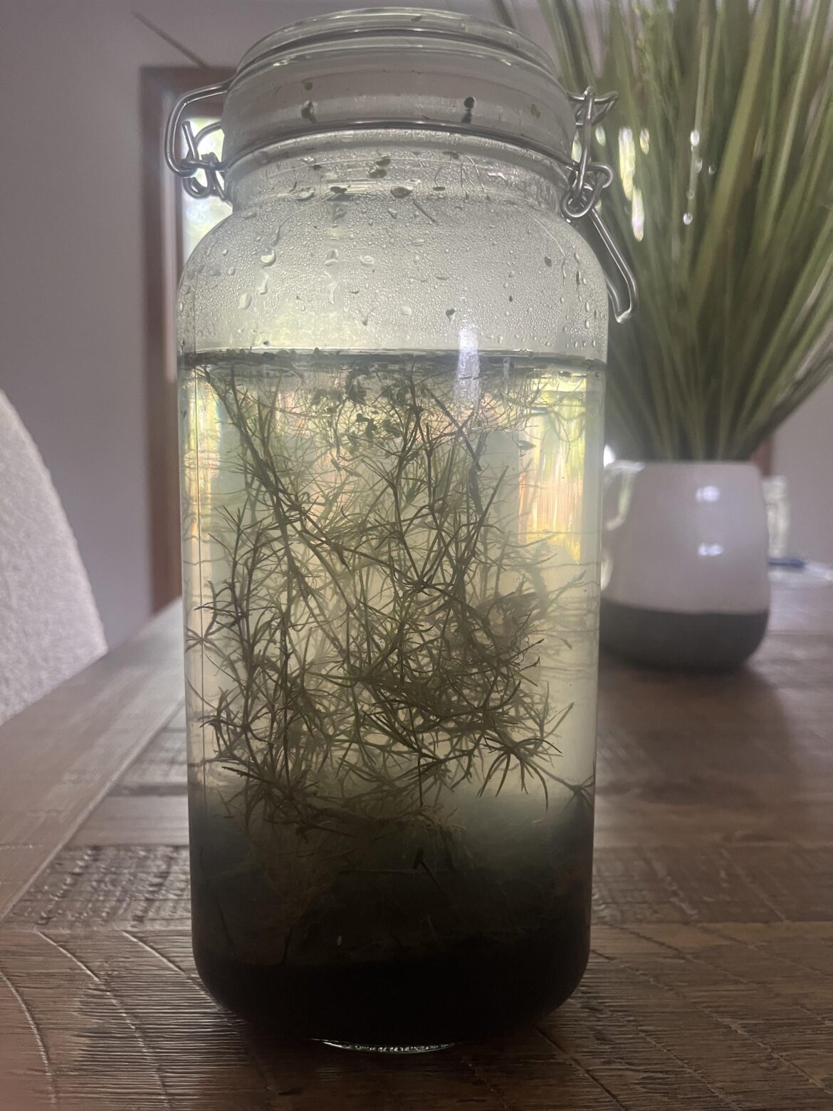 Hows this ecosphere i made?