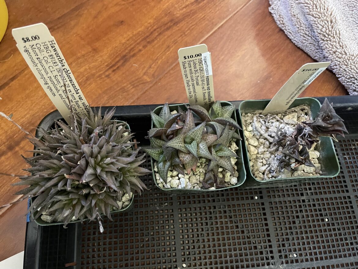 Haworthias I got at the HBG ISI nusery at CSSA show