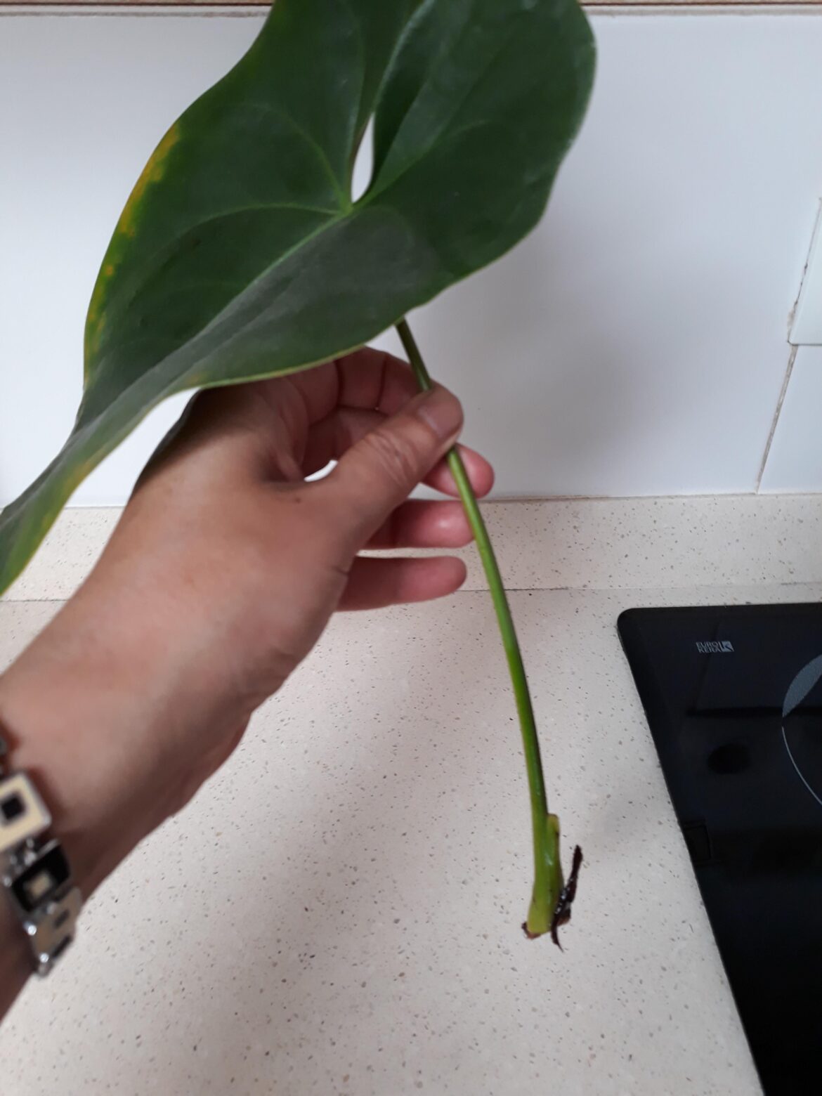 Any advice? Anthurium that has been in water for 3 weeks, identical to the first day, no roots