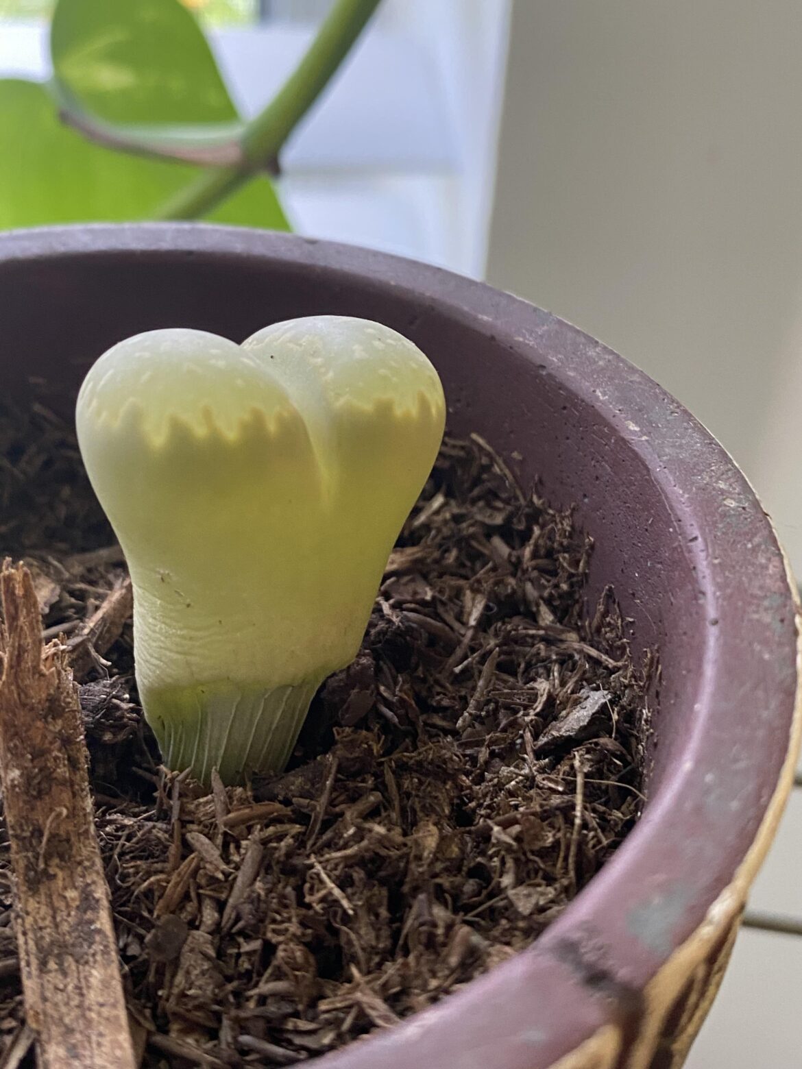 Lithops vertical wrinkles Lithops vertical wrinkles