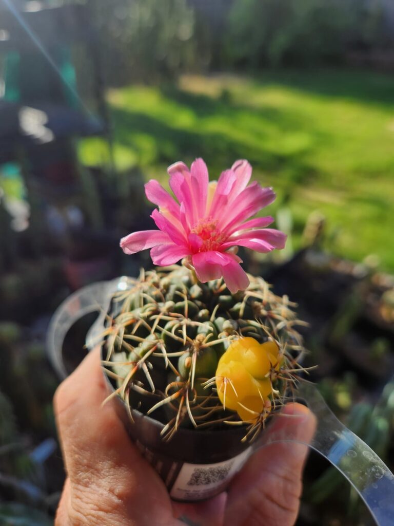 I picked up this gymno the other day since it was variegated and it surprised me with a flower this morning!