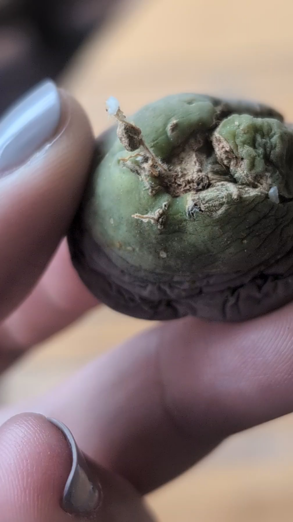 when you think its the end of the life for this one and it produce a new roots