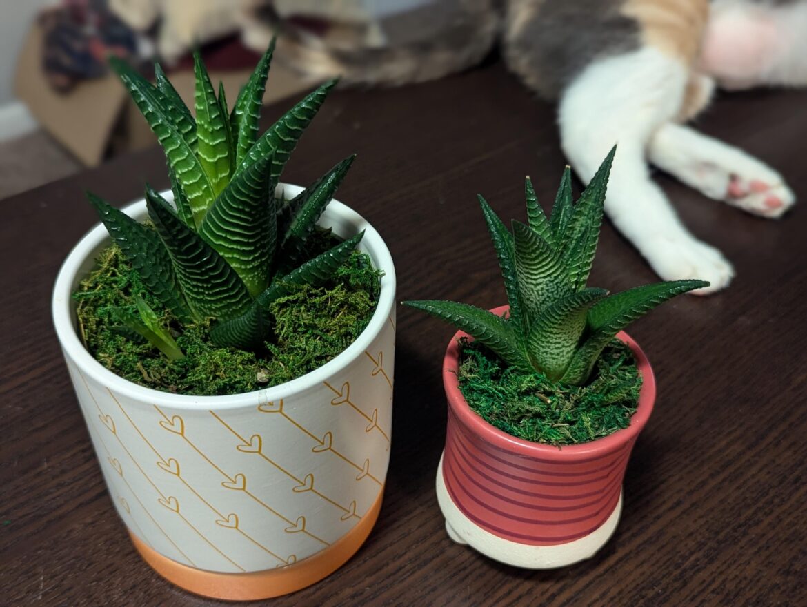 Gift from the hubby!