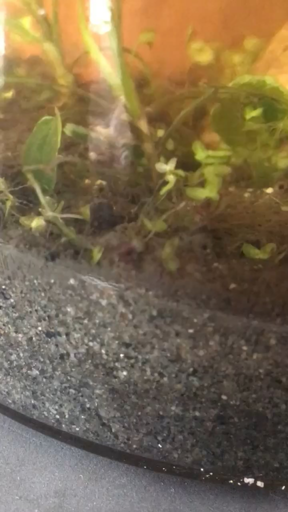 Started my first jar the other day, what is this thing?