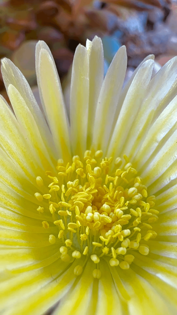 My baby toes are blooming!