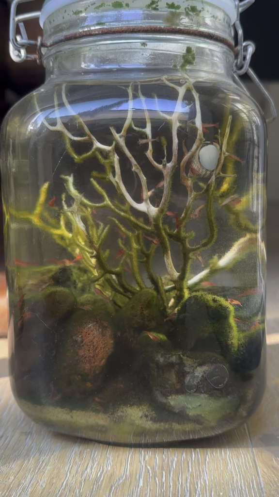 8 Year Anniversary Half Gallon Shrimp Jar