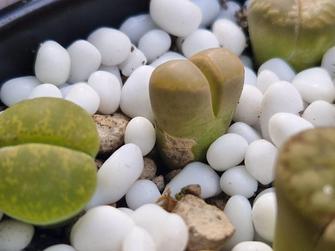 What's this happening to my lithop?