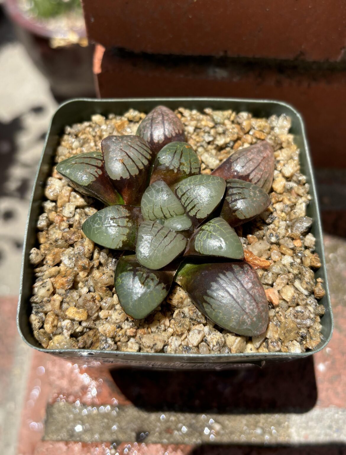 Repot of the day - H. springbokvlakensis, Skietnek