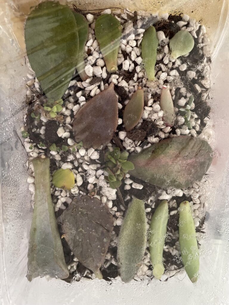 my FIRST props- they’re doing so well!! no one seems to appreciate it so thought i’d share here! 😭😭