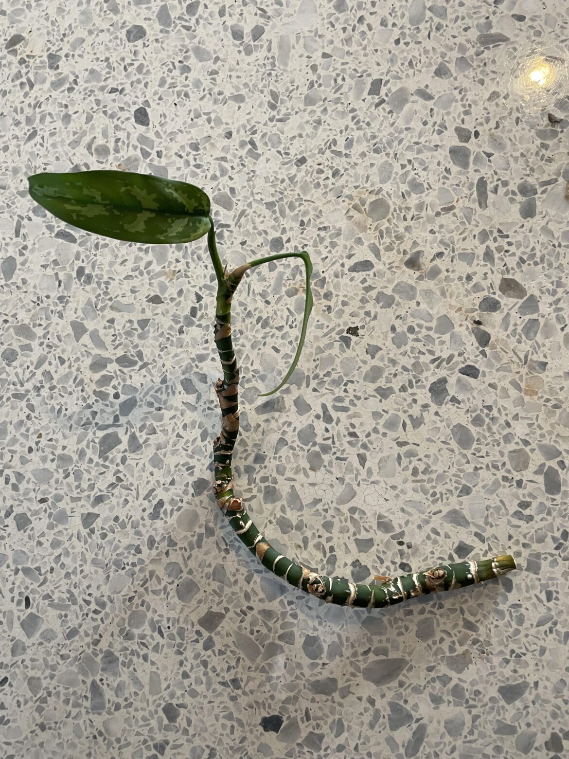 Aglaonema Propagation? Aglaonema Propagation?
