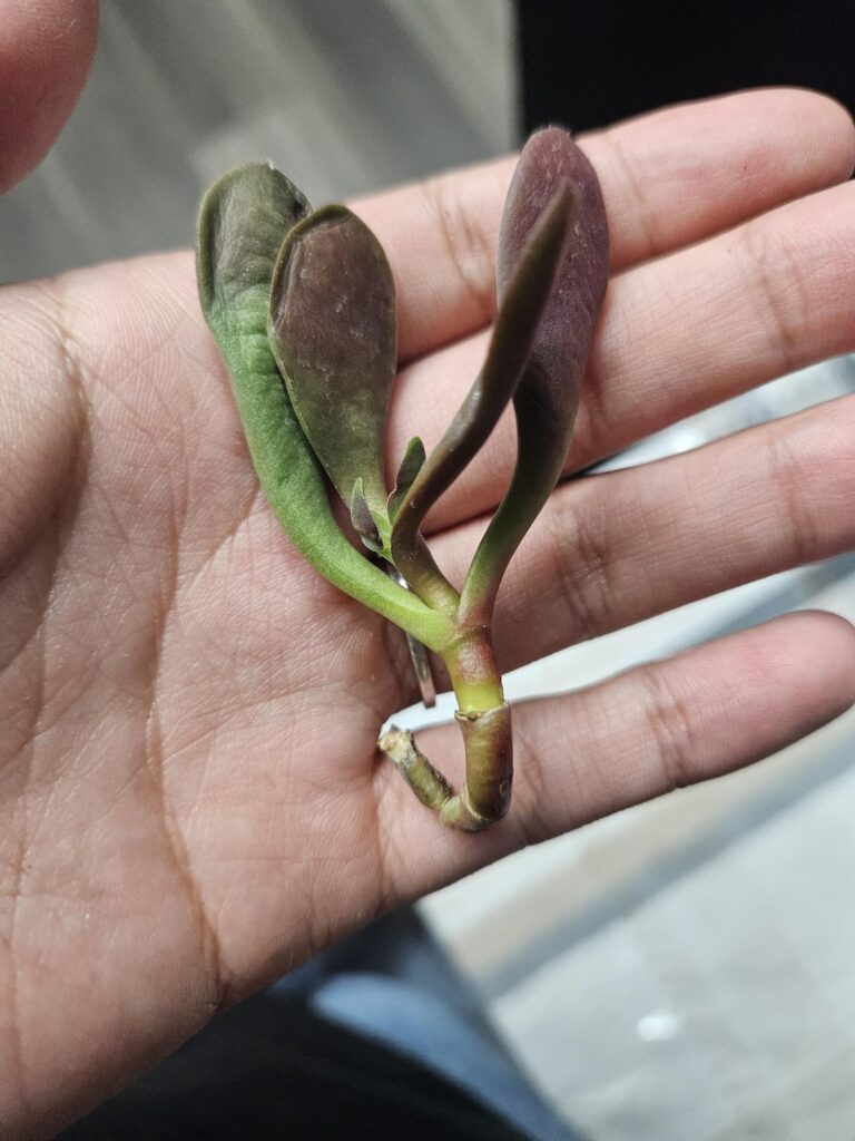 Please help me identify and prop