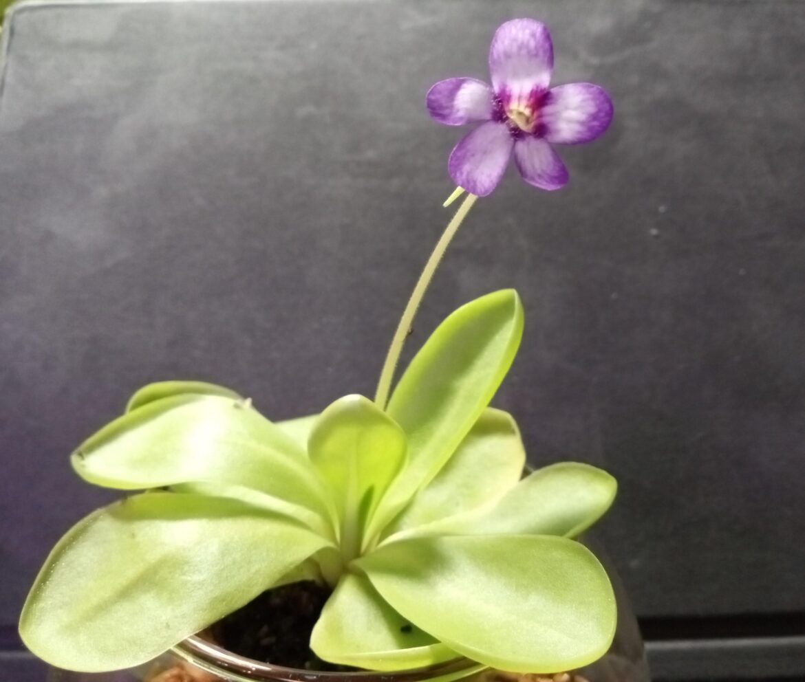 Advice for a newbie ping grower?