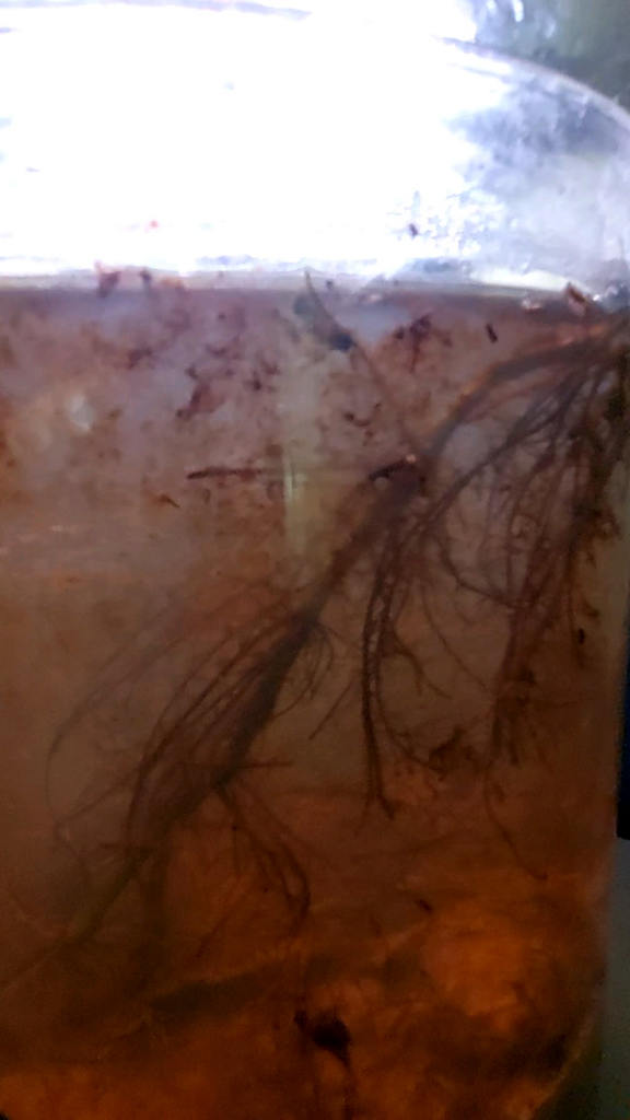 First aquatic jarrarium