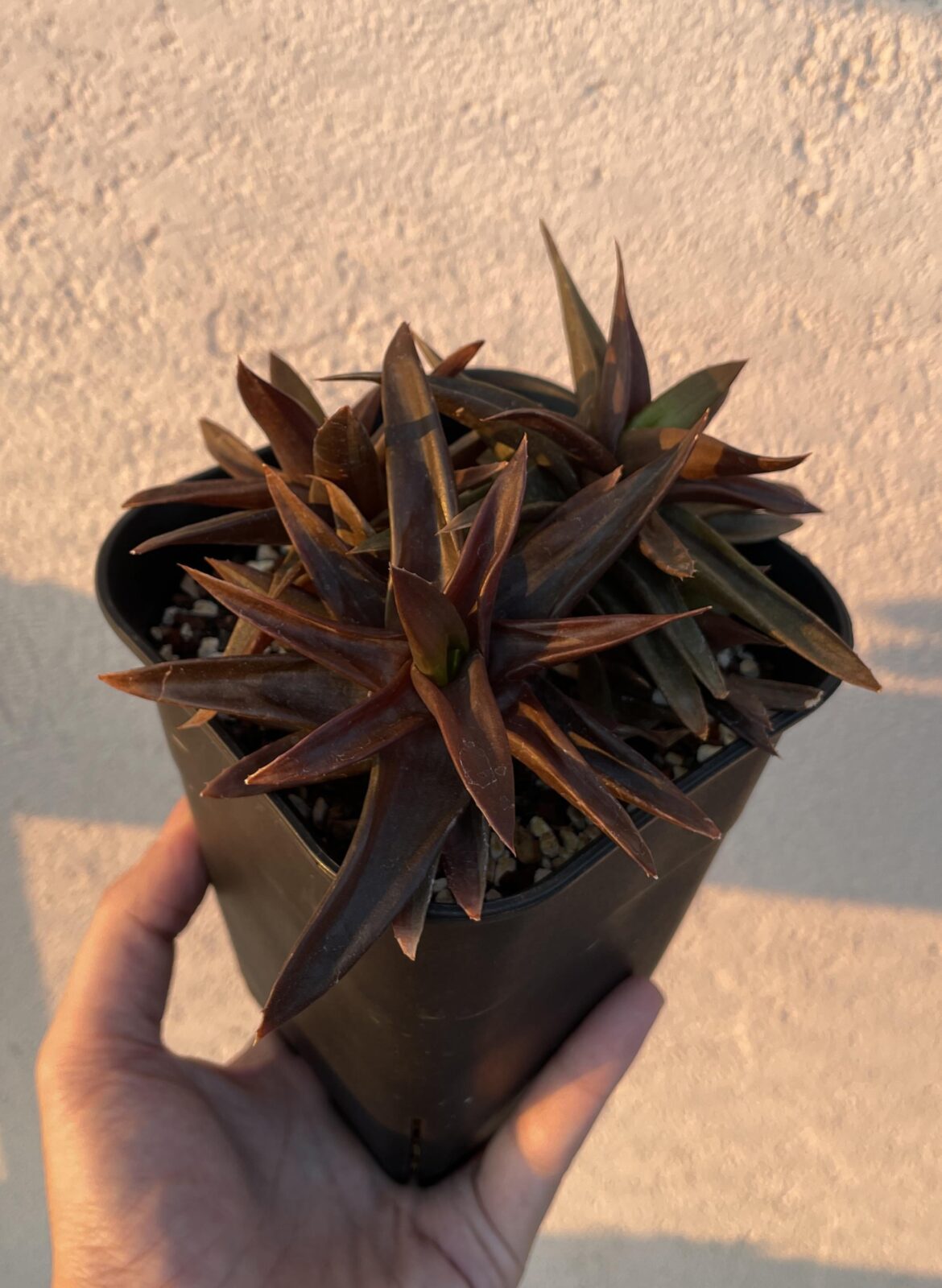 This alworthia black gem variegata