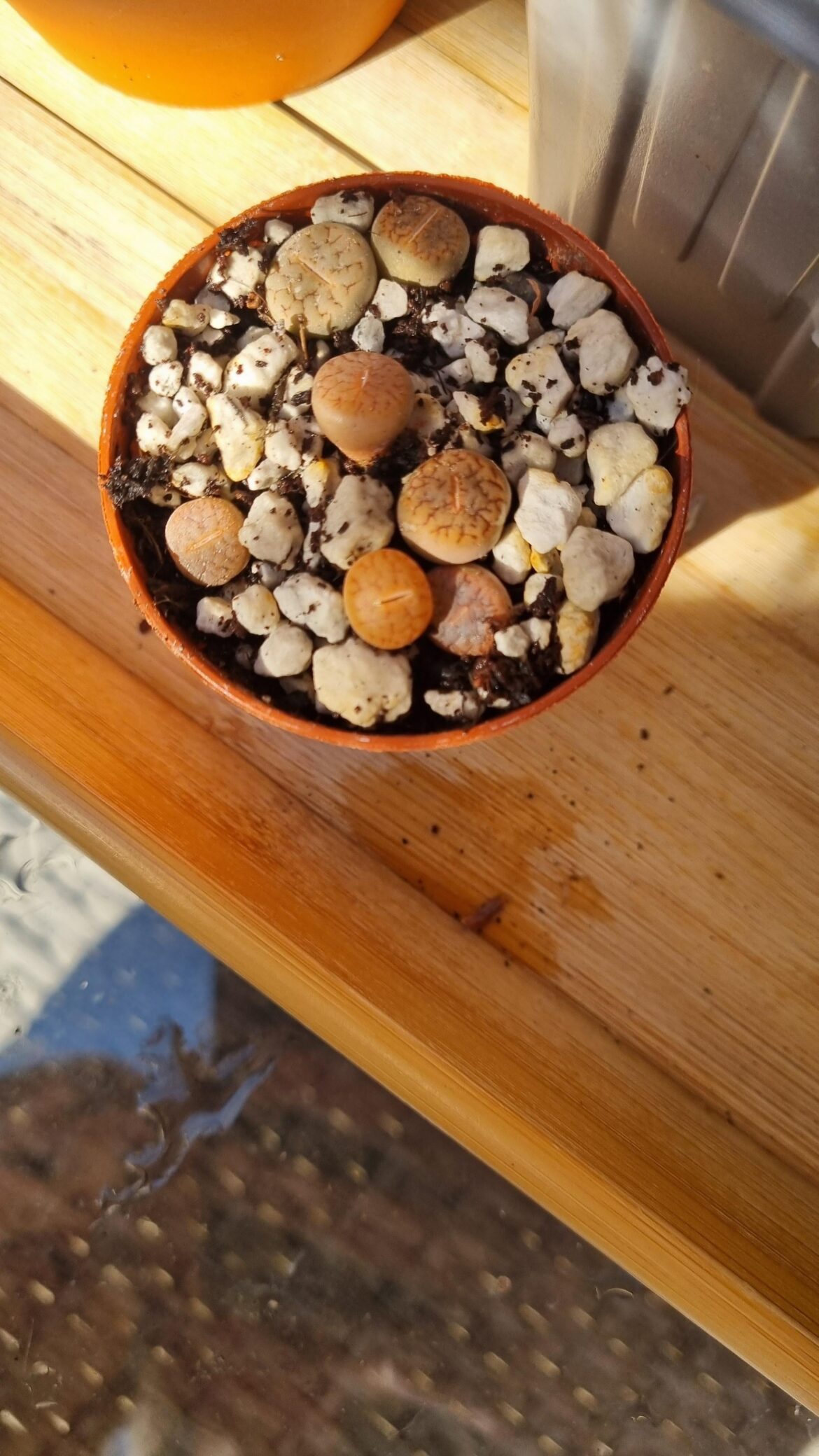 toddler watered my lithops :( any way to dry them out??