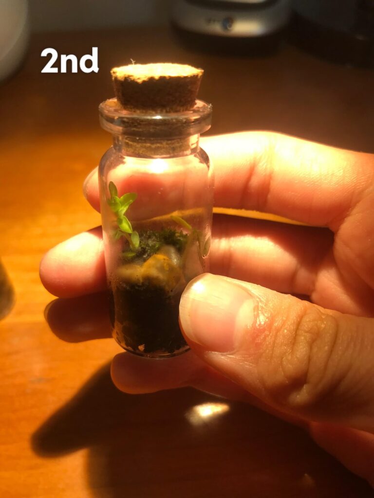 My 2nd small jarrrarium - alongside with my first one that has already grown a lot