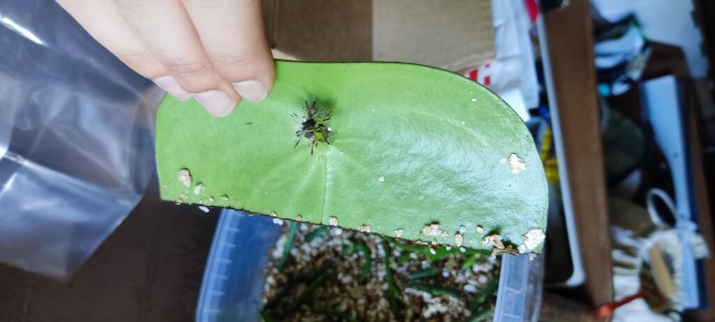 Didn't expect her to grow from the stem, what next ?