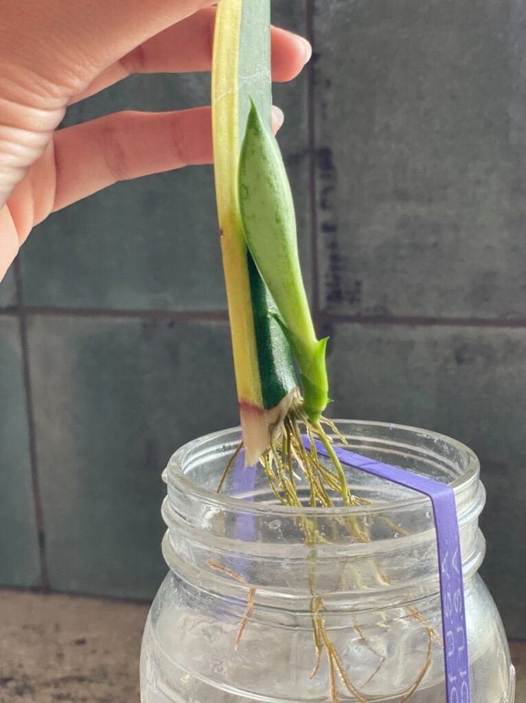 Yay! Now what? Should I transfer to soil or leave it rooting in water?