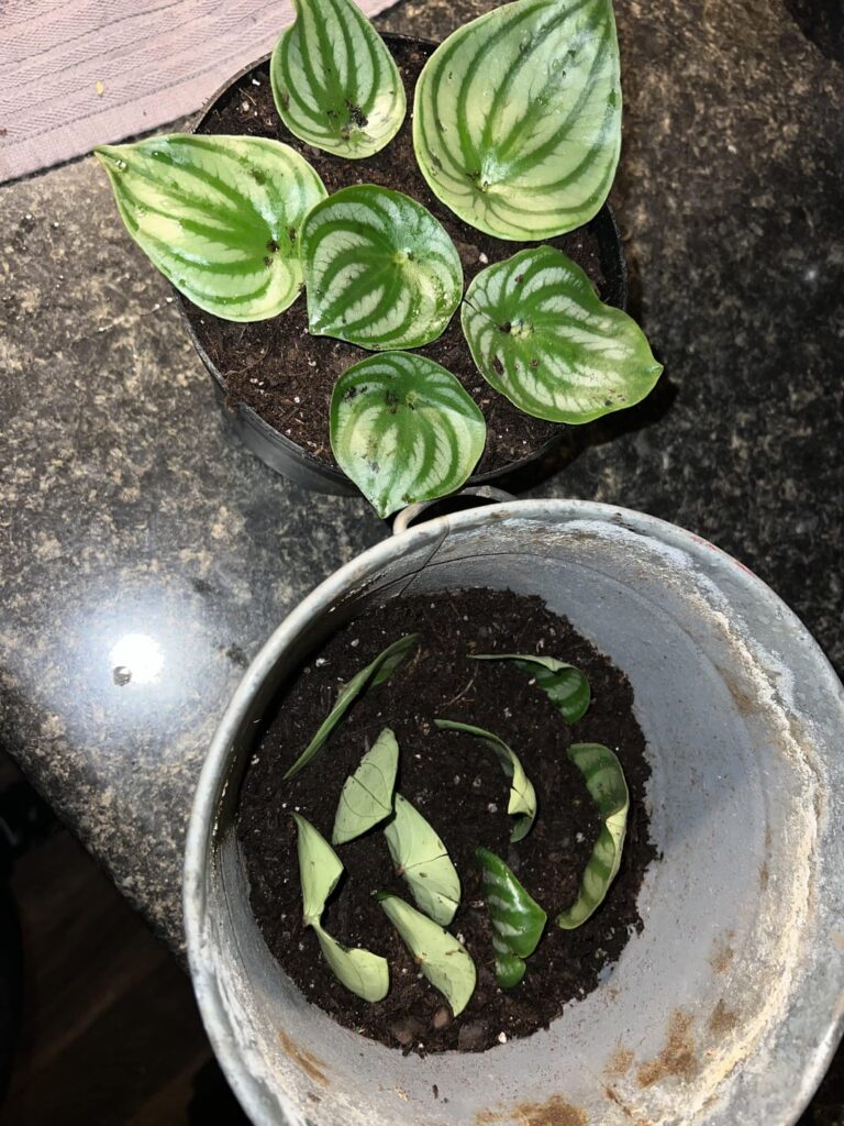 First time ever trying to propagate! Any tips & tricks would be appreciated!
