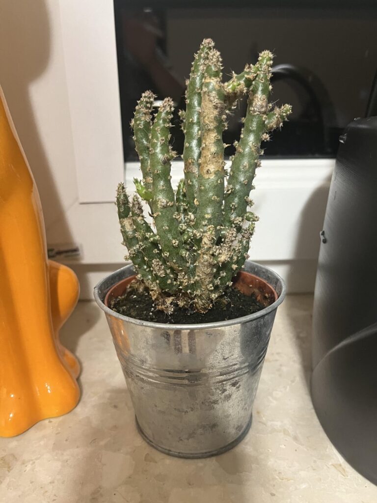 Hi, could you help me to identify this plant name? What can I do with this spots?