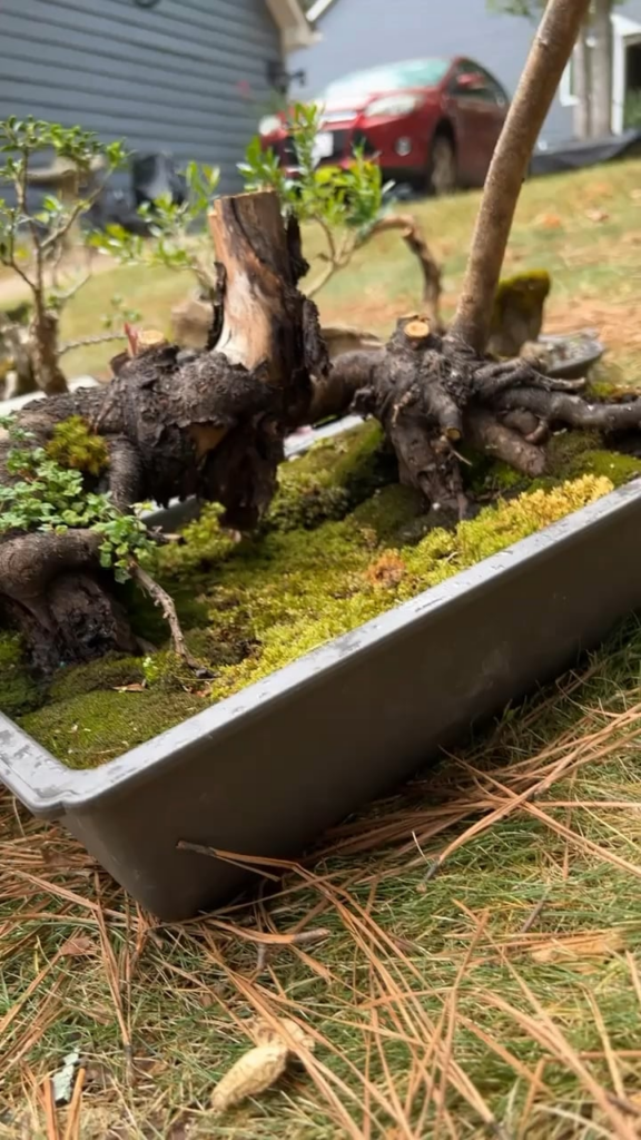 sumac root revival