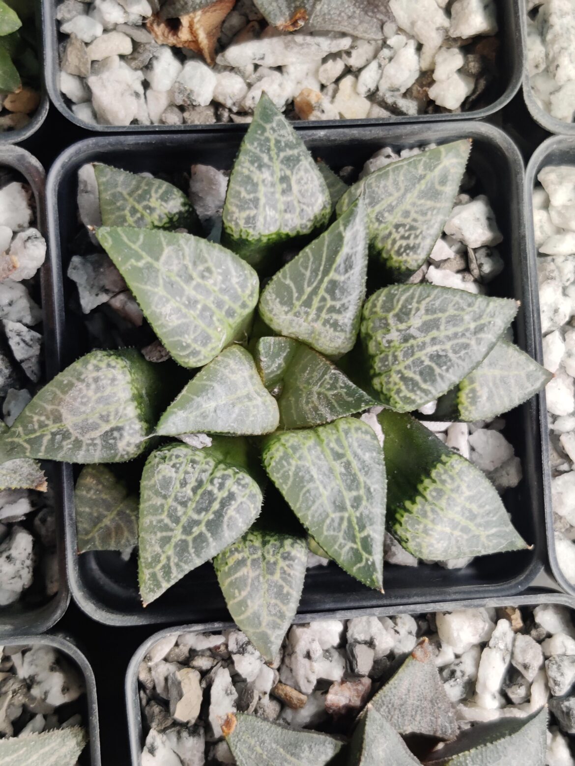 Haven't posted in forever .... unknown bayeri hybrid